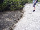 Inner edge of a shingle rampart on the southeastern (windward) edge of the mangrove swamp. 